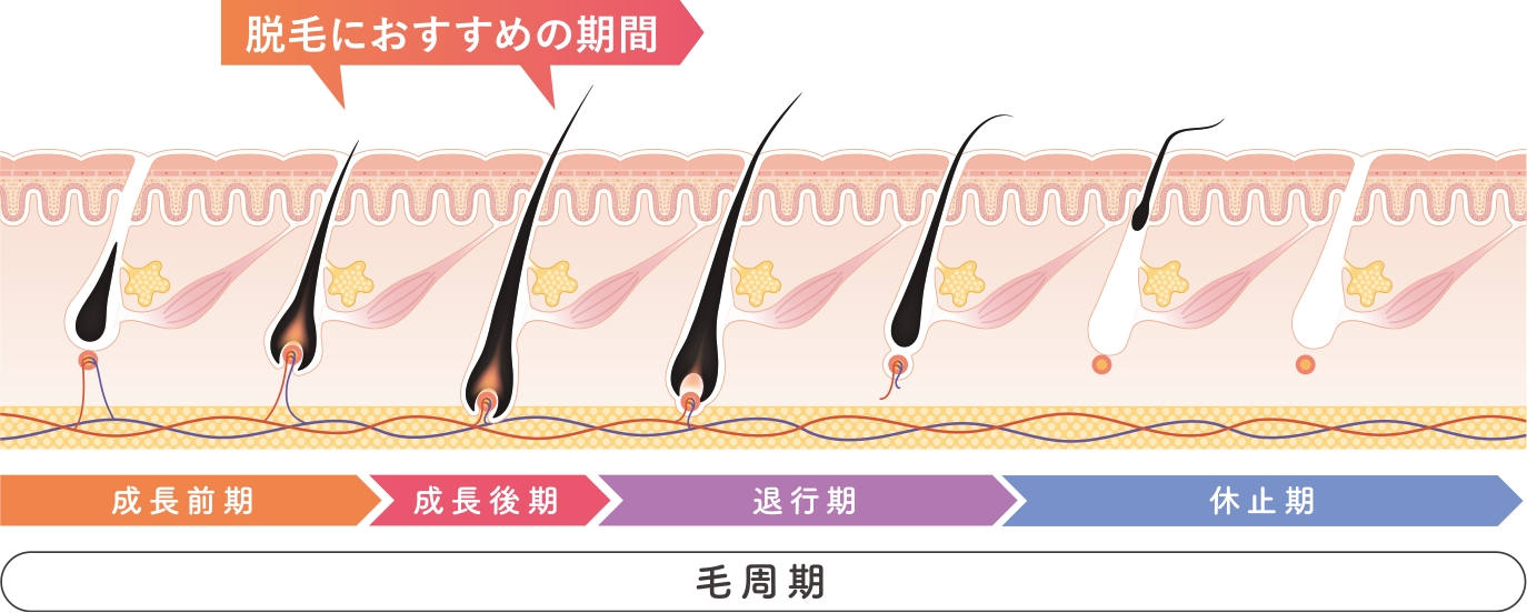 毛周期のイメージと脱毛におすすめの期間